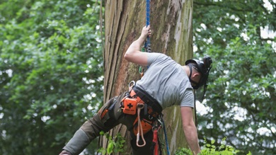 Image for news article: Myerscough arboriculture in the spotlight on International Day of Forests