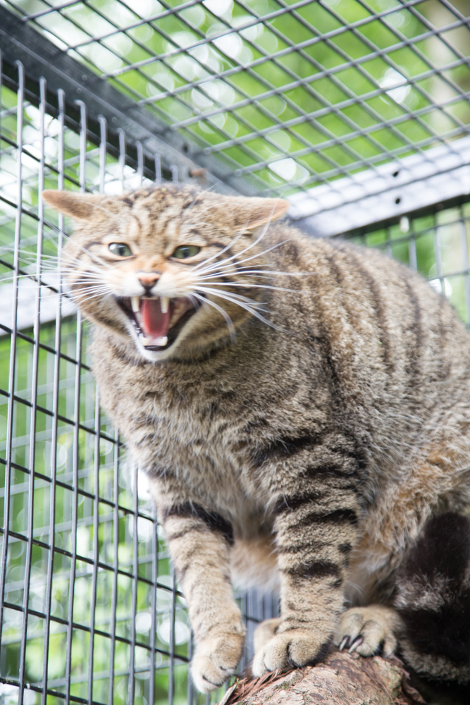 Scottish Wildcats at Myerscough College