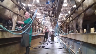 Image for news article: Myerscough keep farming moo-ving during coronarvirus lockdown