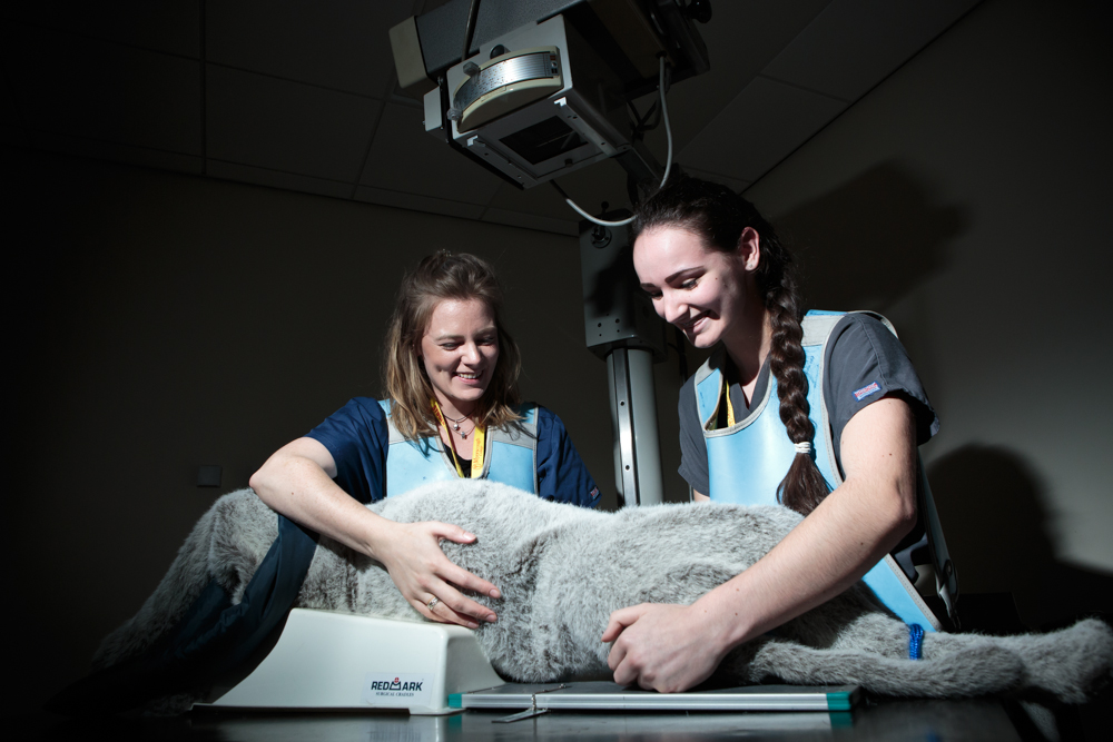 FdSc Veterinary Nursing | University Centre Myerscough