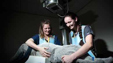 Image for news article: Myerscough veterinary nursing students succeed at Central Qualifications examination centre